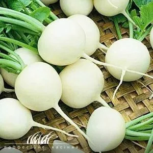 Редька Вайт Меджик фото