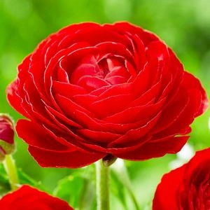 Ранункулюс (лютик) Aviv Red фото
