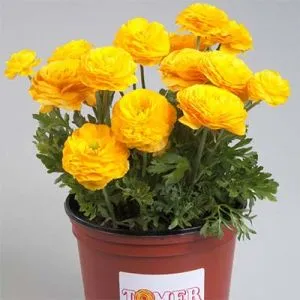Ранункулюс Tomer Yellow фото