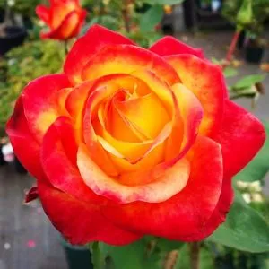 Роза чайно-гибридная Red Gold фото