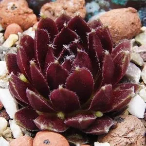 Каменная роза Red Papaver фото