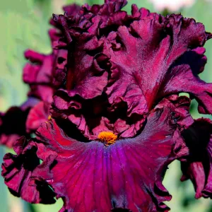 Ирис Red Skies фото
