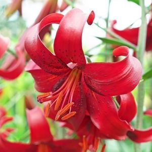 Набор лилий Red Velvet фото