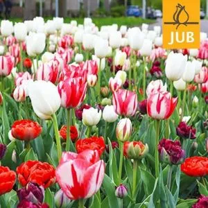 Микс ландшафтный Red and White Art (Брендовые луковицы Jub Holland) фото
