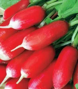 Редис Силезия фото