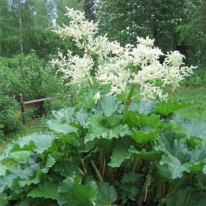 Ревень Rhabarbarum фото