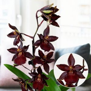 Купить орхидеи недорого доставка цветов по москве на дом курьером недорого в москве