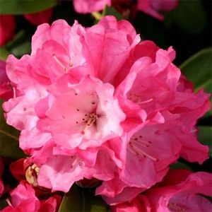 Рододендрон Morgenrot фото
