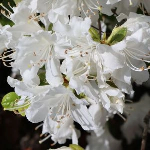 Рододендрон Geisha Weiss фото