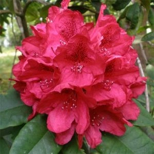Рододендрон Lord Roberts фото