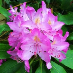 Рододендрон Roseum фото