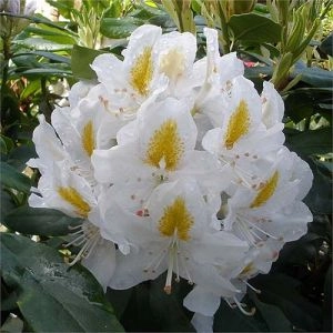 Рододендрон Madame Masson фото