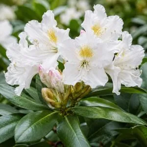 Рододендрон Cunningham's White фото
