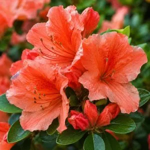 Рододендрон Geisha Orange фото