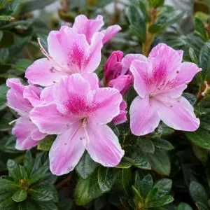 Рододендрон Karmesita Rosea фото