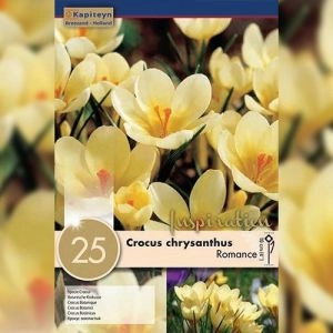 Крокус Romance (Брендовые луковицы KAPITEYN®) фото