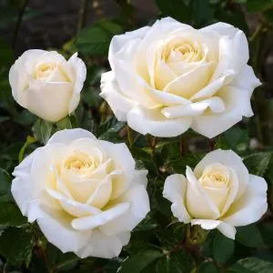 Роза бордюрная White Lady фото