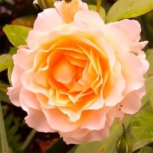 Роза Excalibur фото