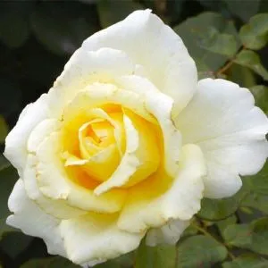 Роза Elina фото