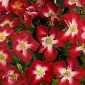 Роза Everglow Ruby фото