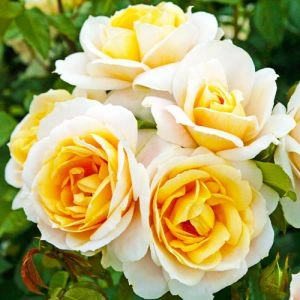 Роза Lions Rose фото