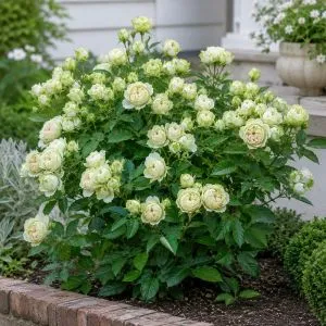 Роза Lovely Green фото