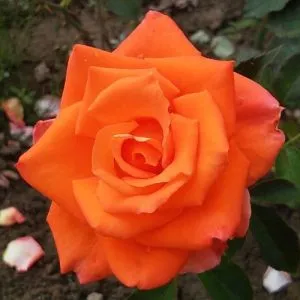 Роза Monika фото