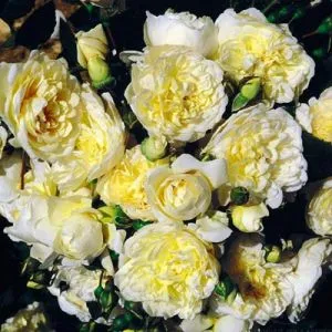 Роза Perpetually yours фото