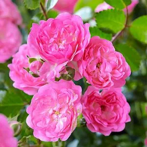 Роза Pink Fairy фото
