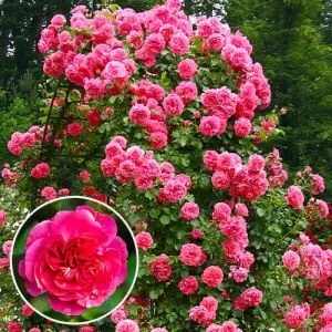 Роза Rosarium Uetersen фото
