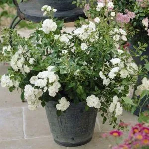Роза White Fairy фото