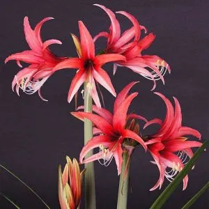 Амариллис Rose Cybister фото