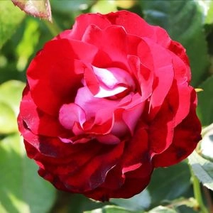 Роза Rose der Einheit фото