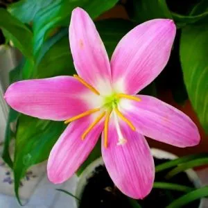 Зефирантес Rosea фото
