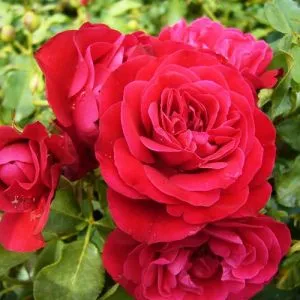 Роза Rouge Meilove фото