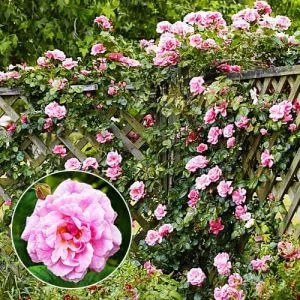 Роза Chaplin's Pink фото