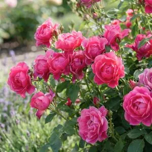 Роза Pink Forest Rose фото