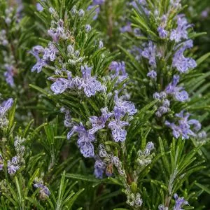 Розмарин Officinalis фото