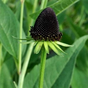 Рудбекия Black Beauty фото
