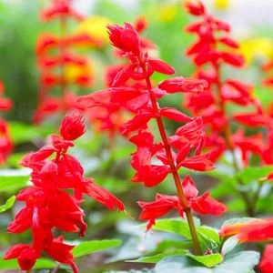 Сальвия Скарлет фото