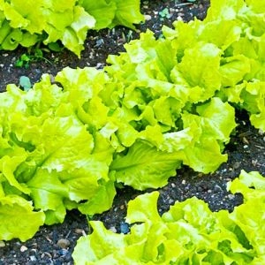 Салат Одесский Кучерявец 10 г фото