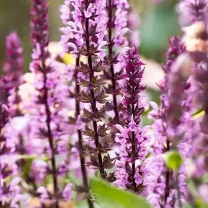 Сальвия Caradonna Pink фото