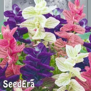 Сальвия Трехцветная фото