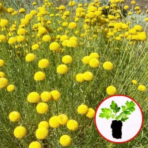 Сантолина Rosmarinifolia (рассада) фото