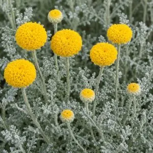 Сантолина Сhamaecyparissus фото