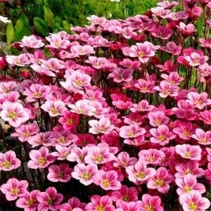 Камнеломка Pink Blossom фото