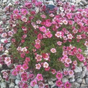 Камнеломка Highlander Rose Shades фото