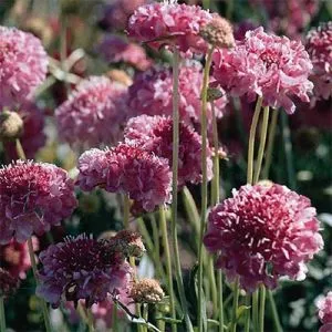 Скабиоза Salmon Pink фото