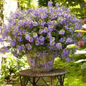 Сцевола Blue фото
