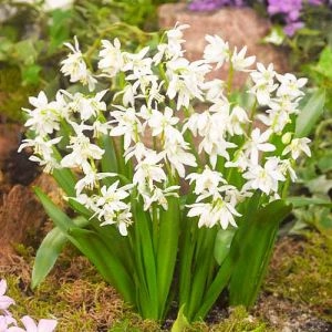 Пролеска Bifolia Alba фото